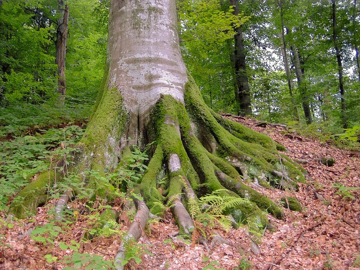 De la minerit la aurul verde: Băiuț transformă pădurile seculare în sanatoriu natural și laborator de longevitate