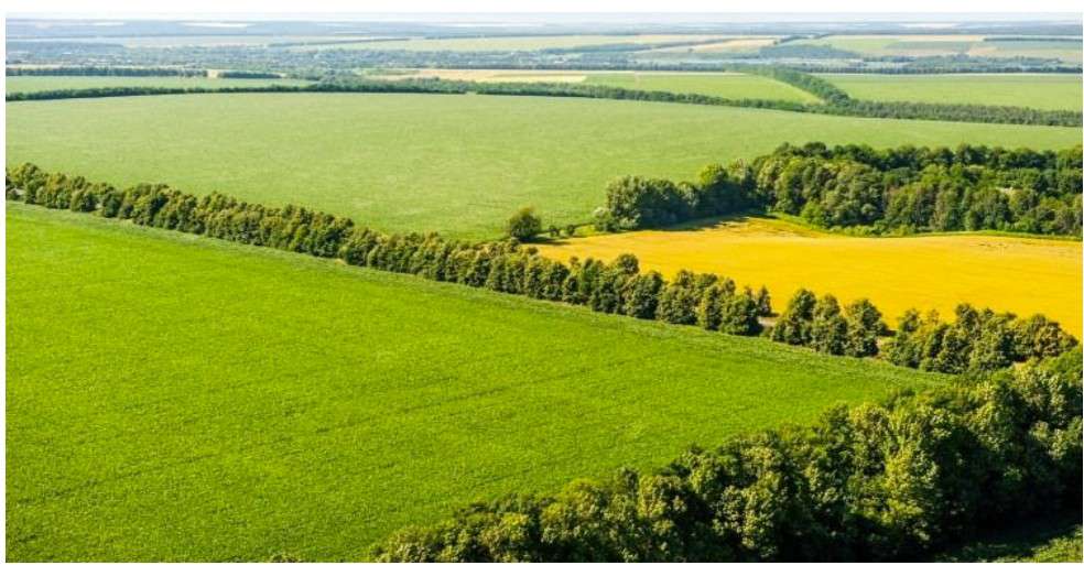 Perdele forestiere în Banat, scut împotriva deșertificării: Beneficii pentru agricultură și siguranța rutieră în Timiș și Caraș-Severin