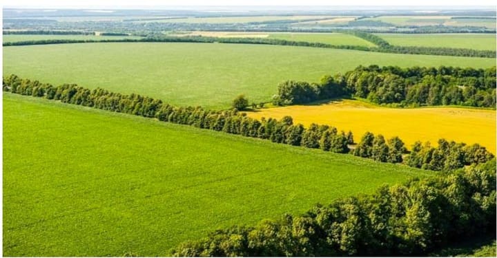 Perdele forestiere în Banat, scut împotriva deșertificării: Beneficii pentru agricultură și siguranța rutieră în Timiș și Caraș-Severin
