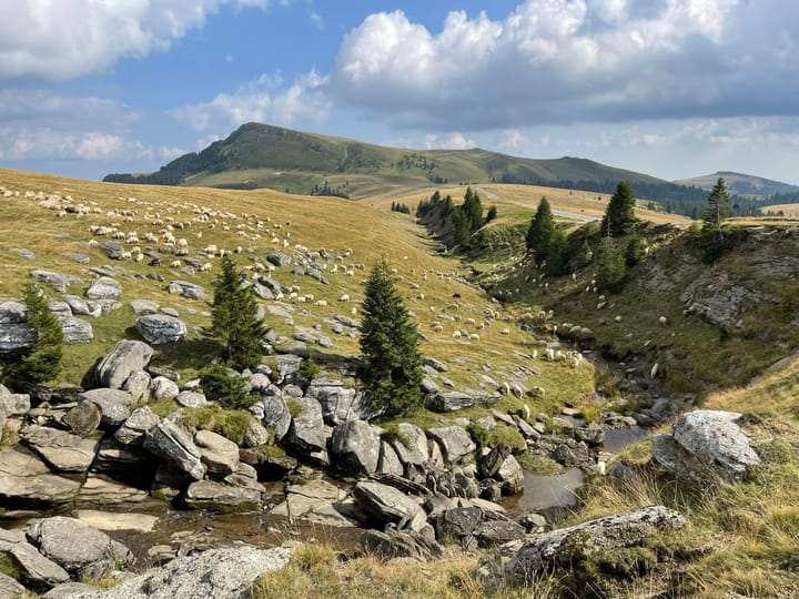 Turmă de oi la păscut pe o pajiște montană cu stânci și brazi, în Munții Bucegi